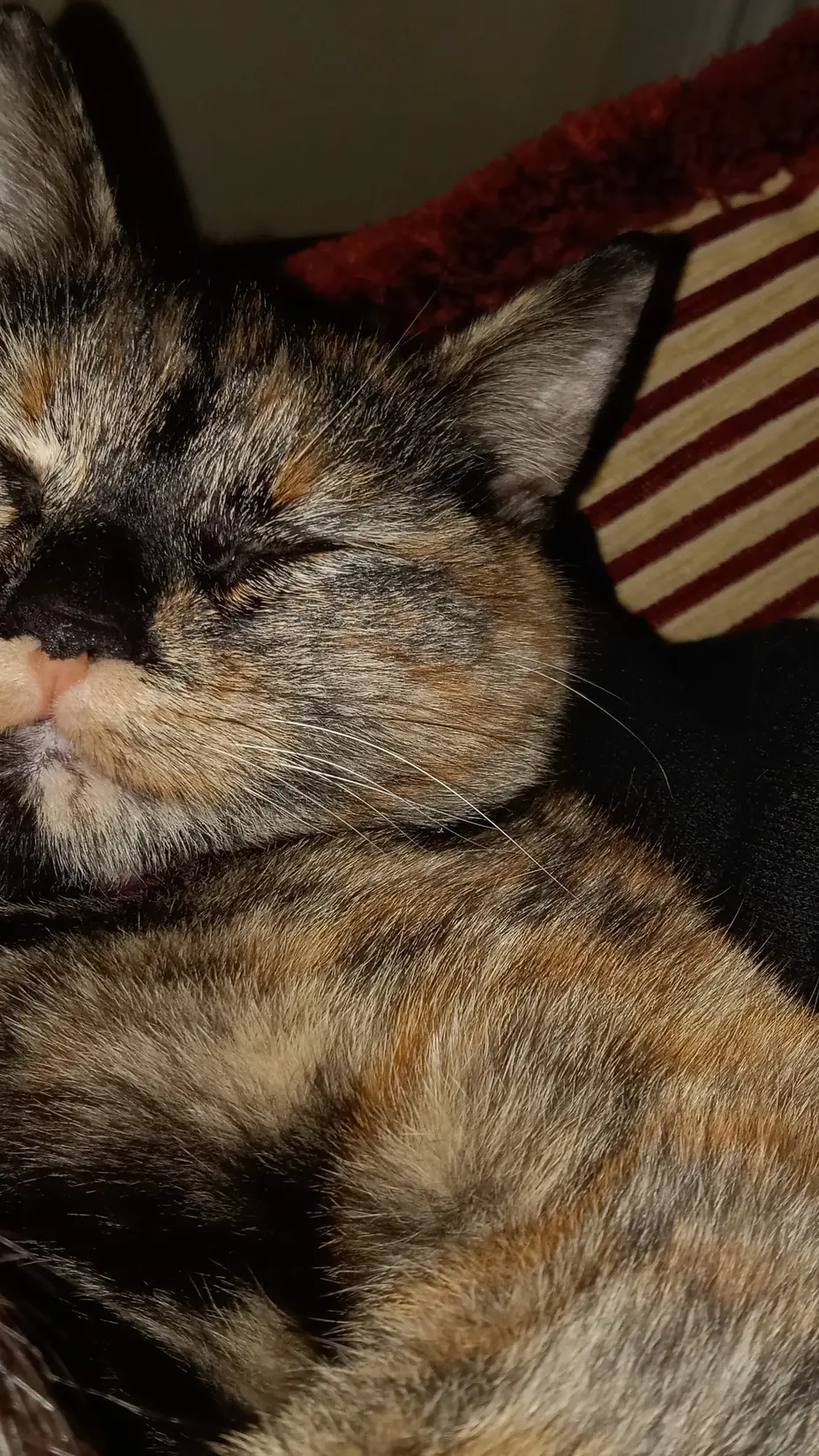 Kedi alemi kitap kapağı
