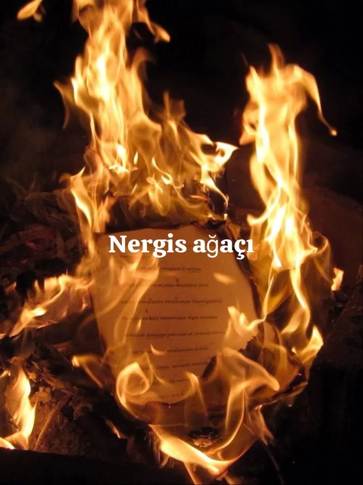 Nergis ağaçı kitap kapağı