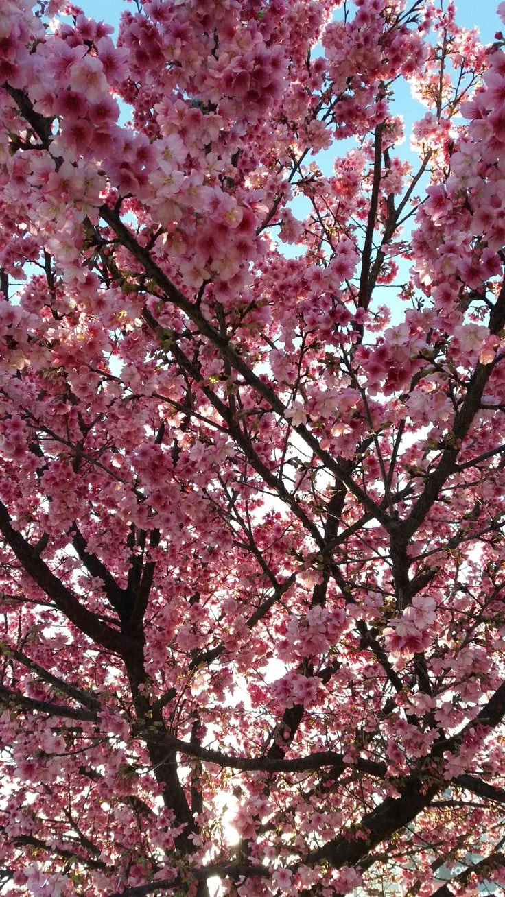 Sakura ağacı kitap kapağı