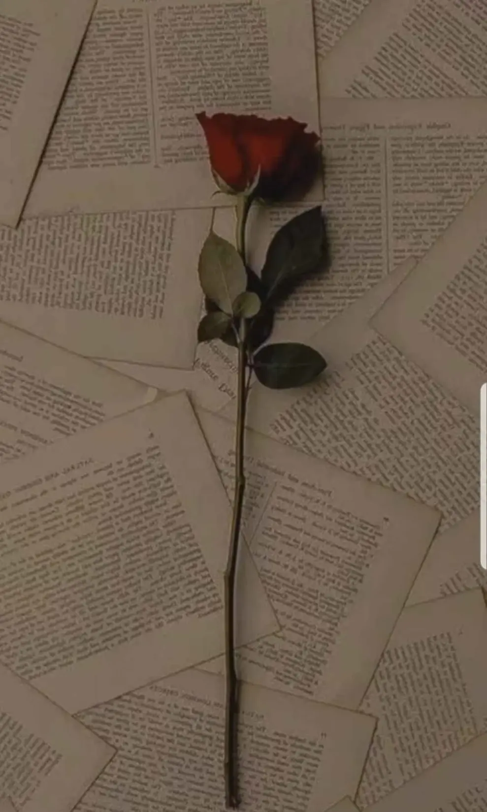 Bir liseli kitap kapağı