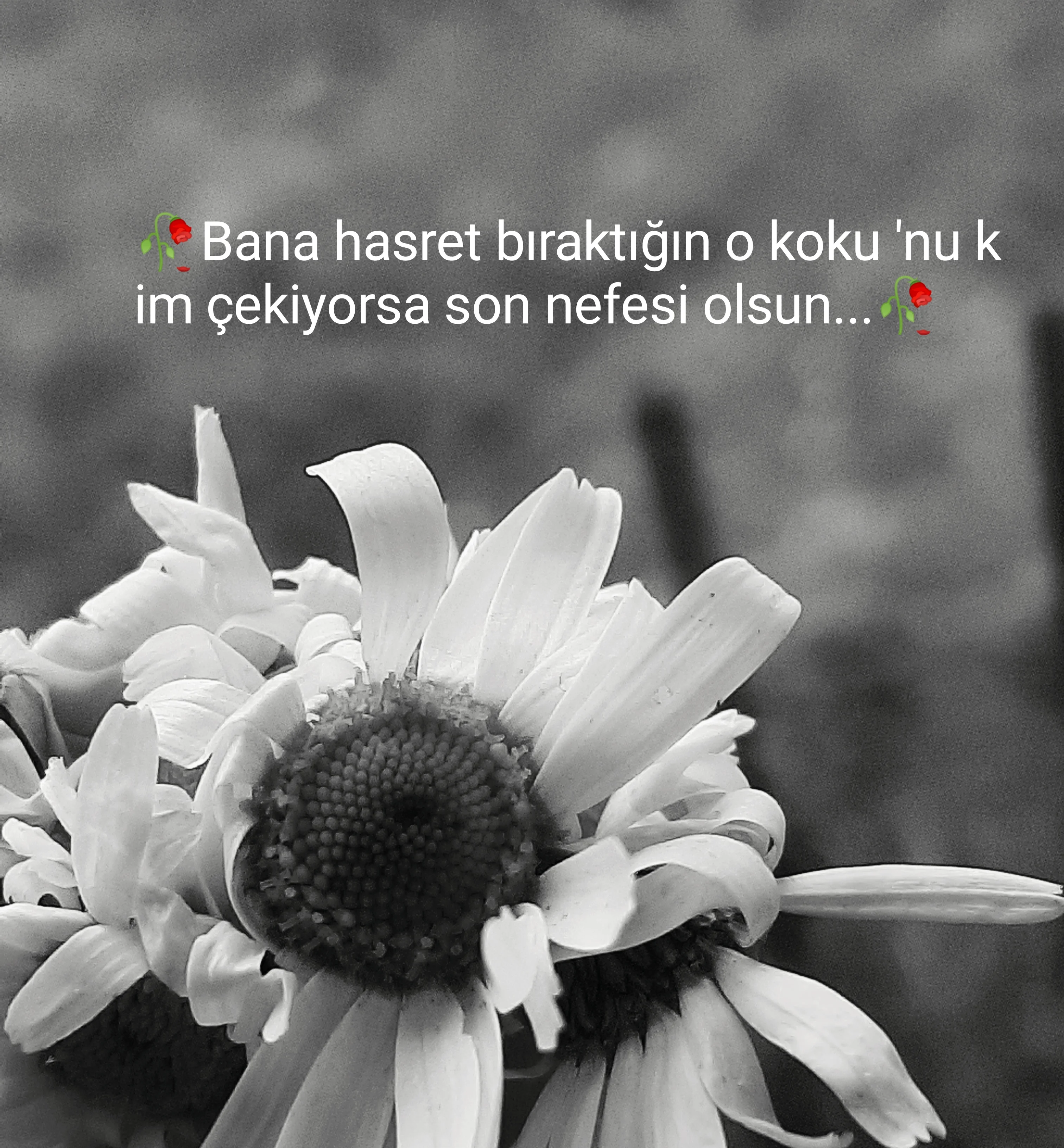 🥀Bir aşk siirimiz var🥀 kitap kapağı