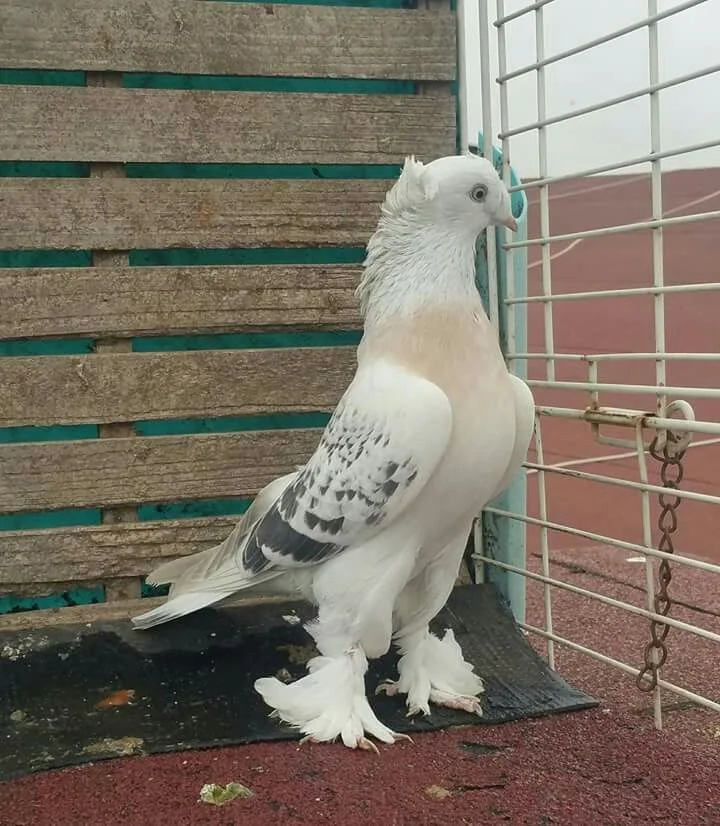 Özgür güvercin kitap kapağı