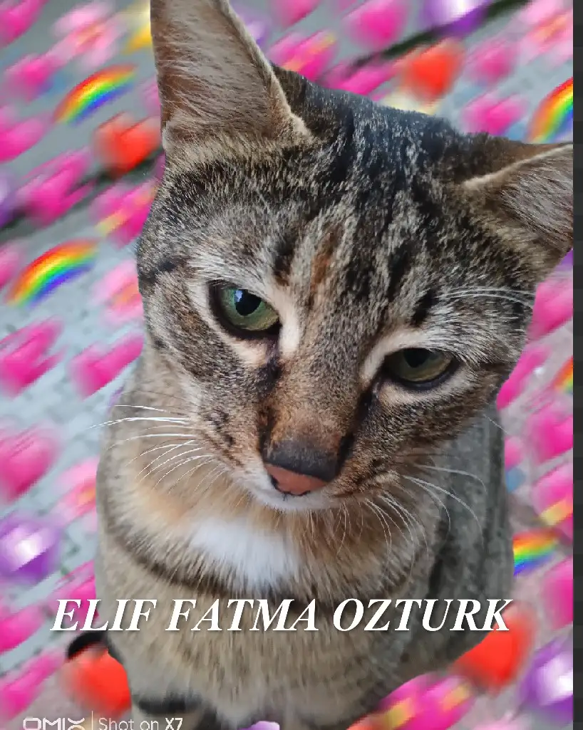 BİNA KEDİSİ kitap kapağı