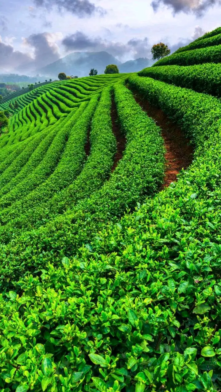 Çay tarlası — Vaveyla Kullanıcısı