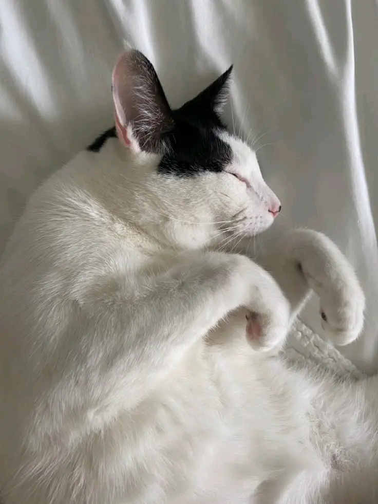 TOMBUL (KEDİ) karakter görseli