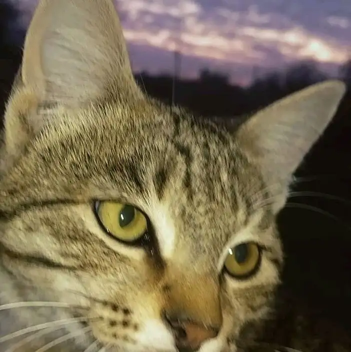 Elif Sezer profil fotoğrafı