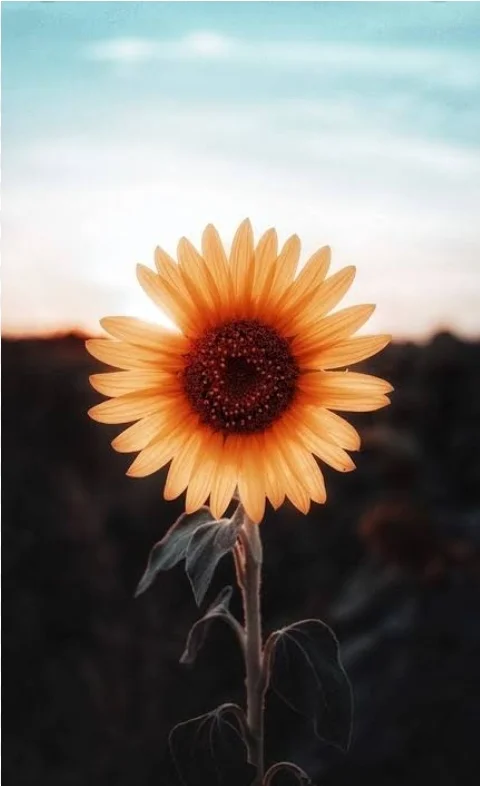 LEE Do Eun profil fotoğrafı