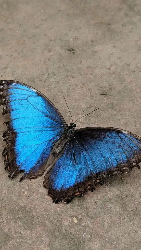 Stellara . profil fotoğrafı