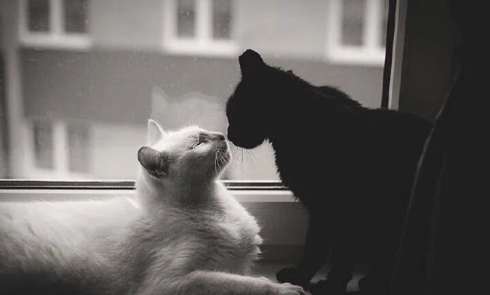 Yasminn 🤍♣️ profil fotoğrafı