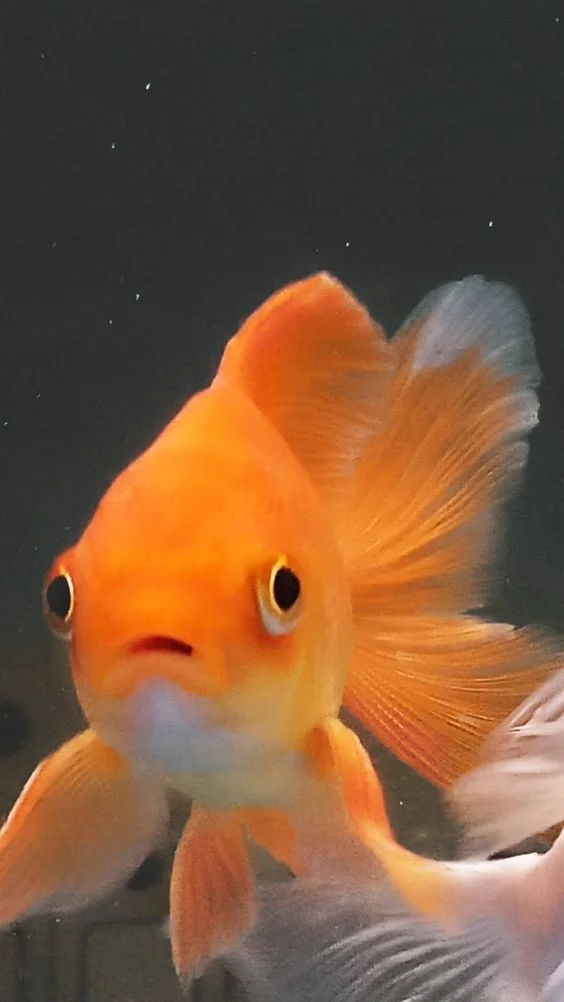 Peri :) profil fotoğrafı