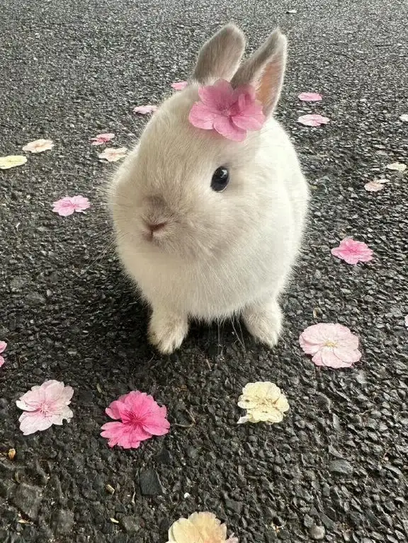Reina . profil fotoğrafı