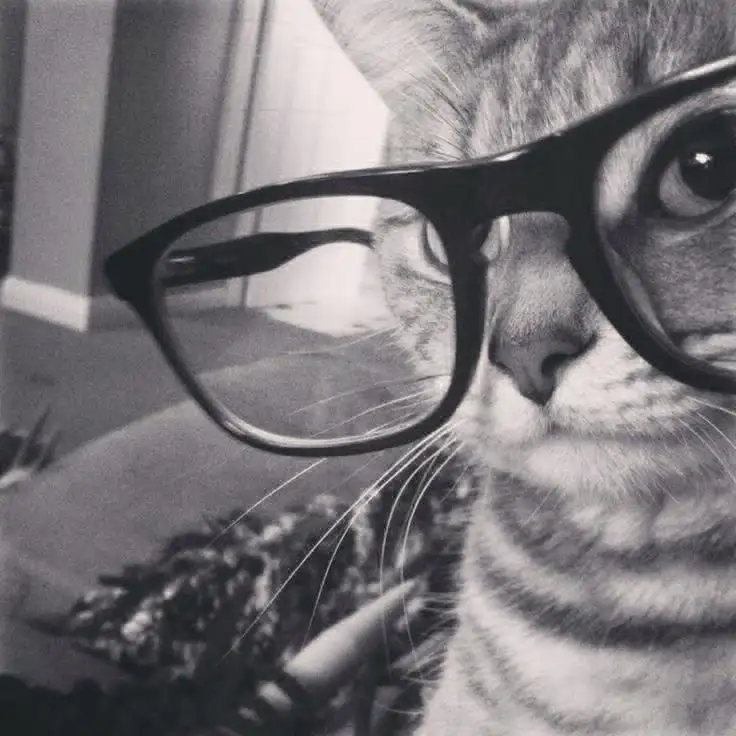 Rahil Ali profil fotoğrafı