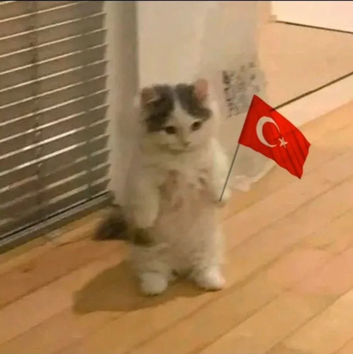 YOK YOK profil fotoğrafı