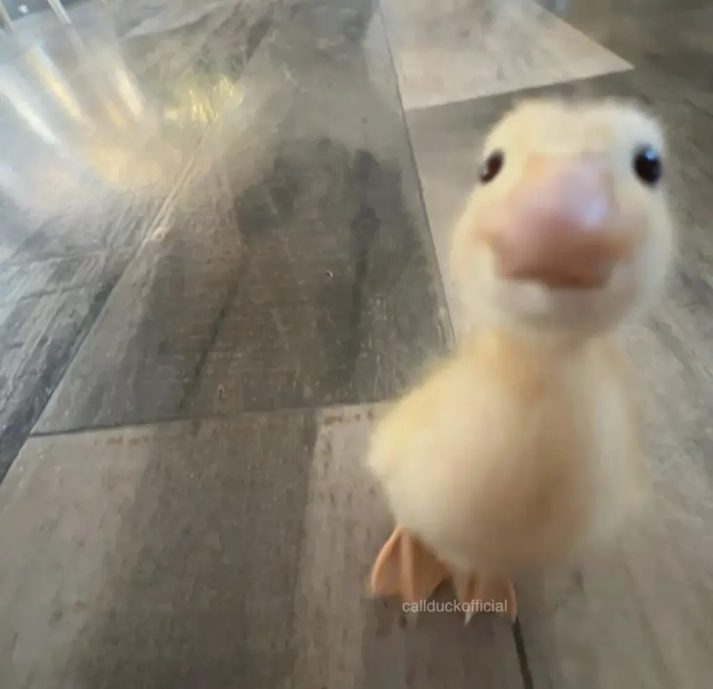 Ada 🤍 profil fotoğrafı