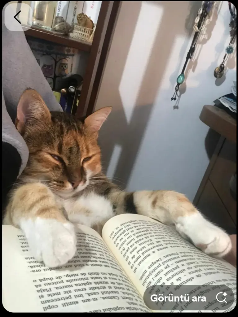 Diloo Okur profil fotoğrafı