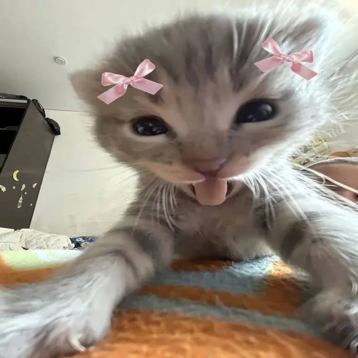 Derin Sakallıoğlu profil fotoğrafı