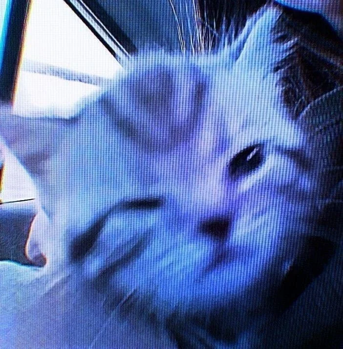 Mırıkkkk ☄️ profil fotoğrafı