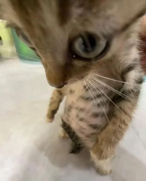 Simay Ünsal profil fotoğrafı