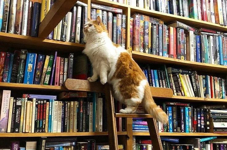 Kitap. Okumak. Ben. profil fotoğrafı