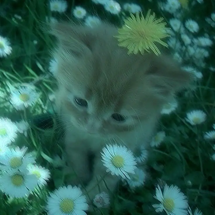 betl. 🍀 profil fotoğrafı