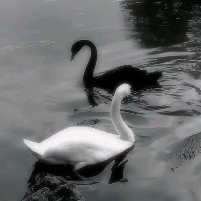 Zeynep Yaman profil fotoğrafı