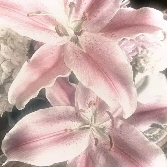 Violeettya 💗 profil fotoğrafı