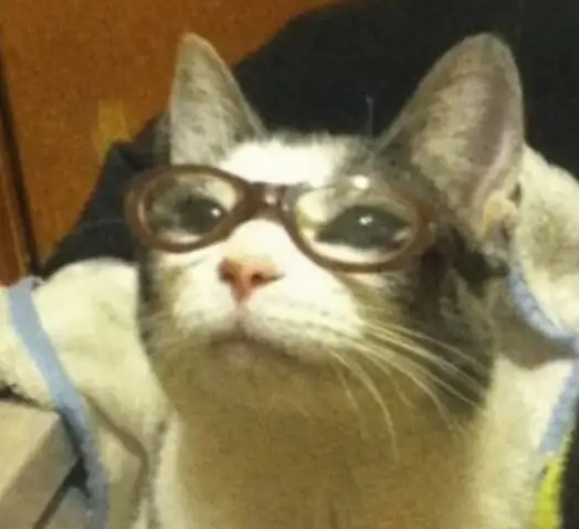 Gözlüklü Kedi profil fotoğrafı