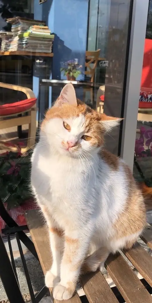 🤍Kiraz🤍 Ataş profil fotoğrafı