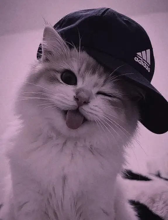 أمينه نور profil fotoğrafı
