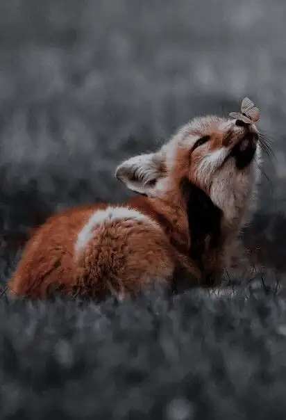 Lil'in Efsaneleri profil fotoğrafı