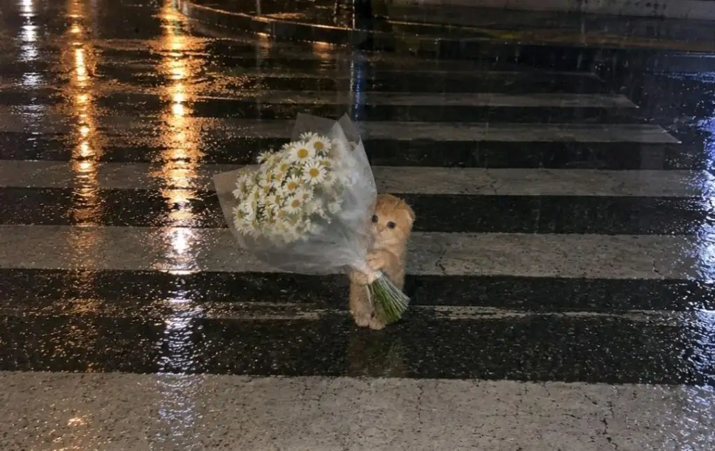 Nazz🤍 🤍 profil fotoğrafı