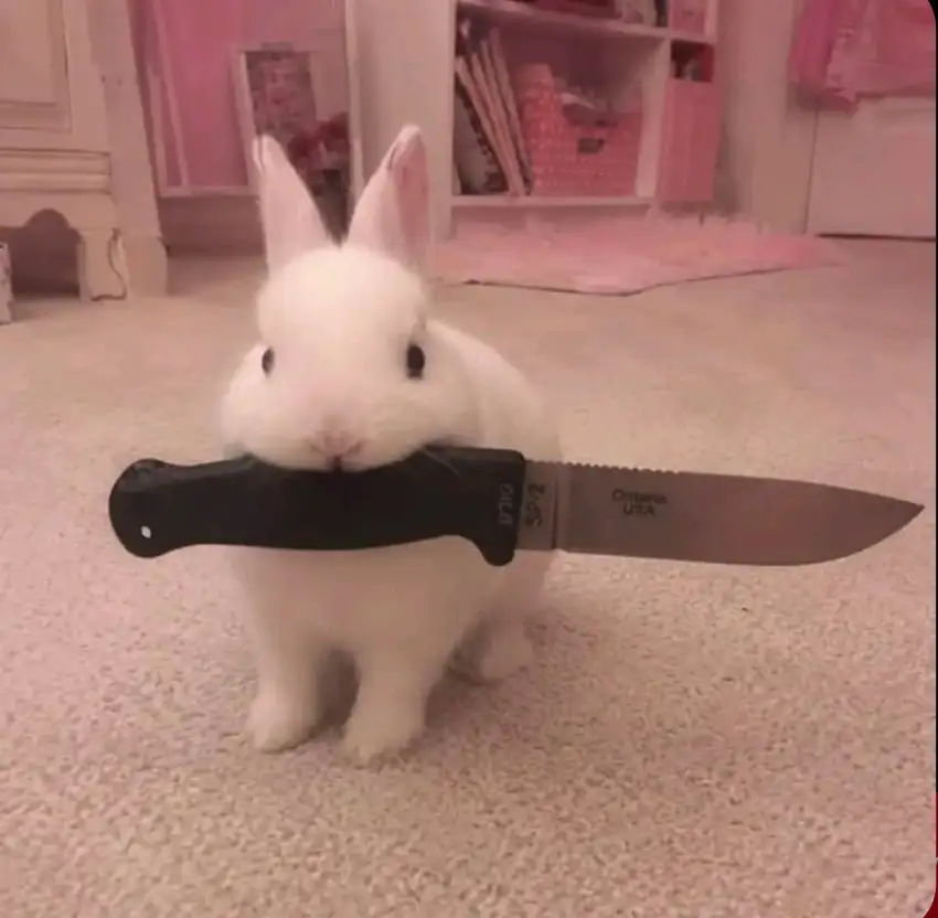 🐇 . profil fotoğrafı