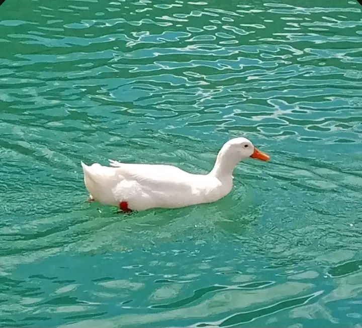 Nsk profil fotoğrafı