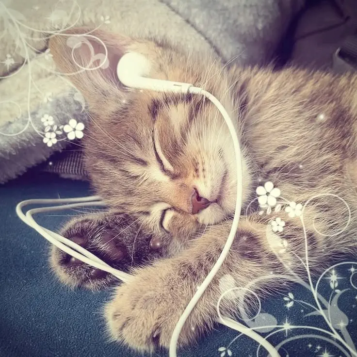 Selenn 12 profil fotoğrafı