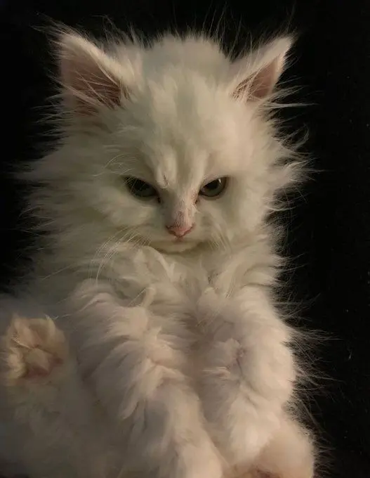melisanli profil fotoğrafı