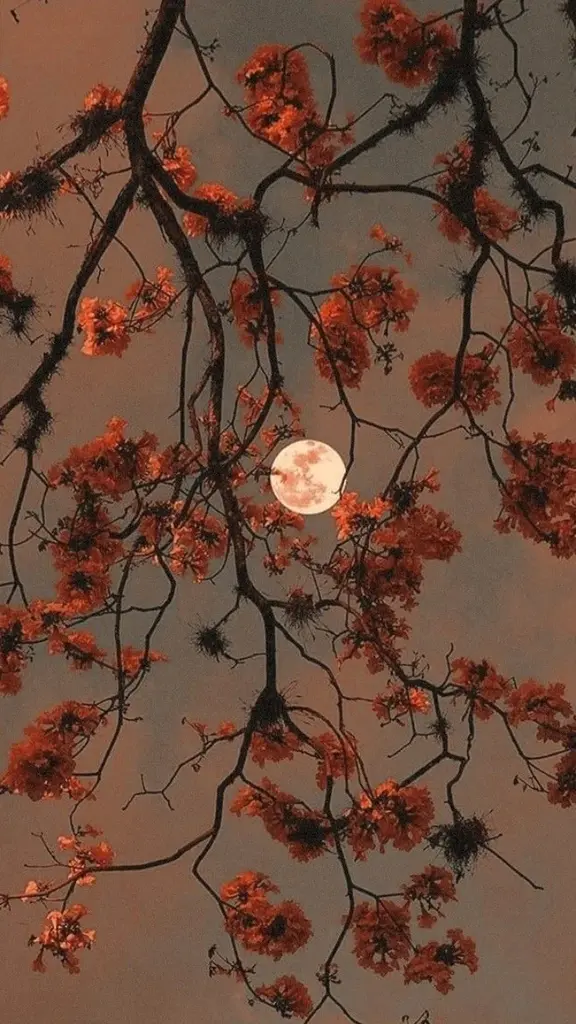 Rosa Nera 💫🖤 profil fotoğrafı