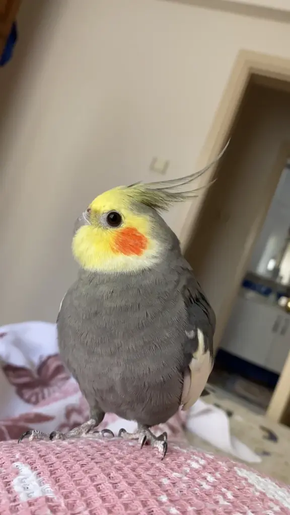 Ebrar Snck profil fotoğrafı